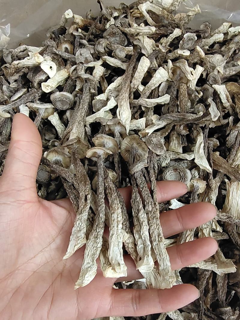 鹿茸菇福建古田，鹿茸菇干货酒店食材产地直发，量大从优