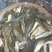 各种大小草鱼鱼苗，体格好，成活率高