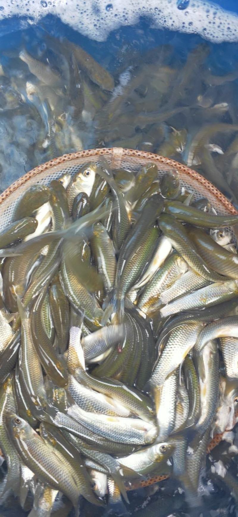 各种大小草鱼鱼苗，体格好，成活率高