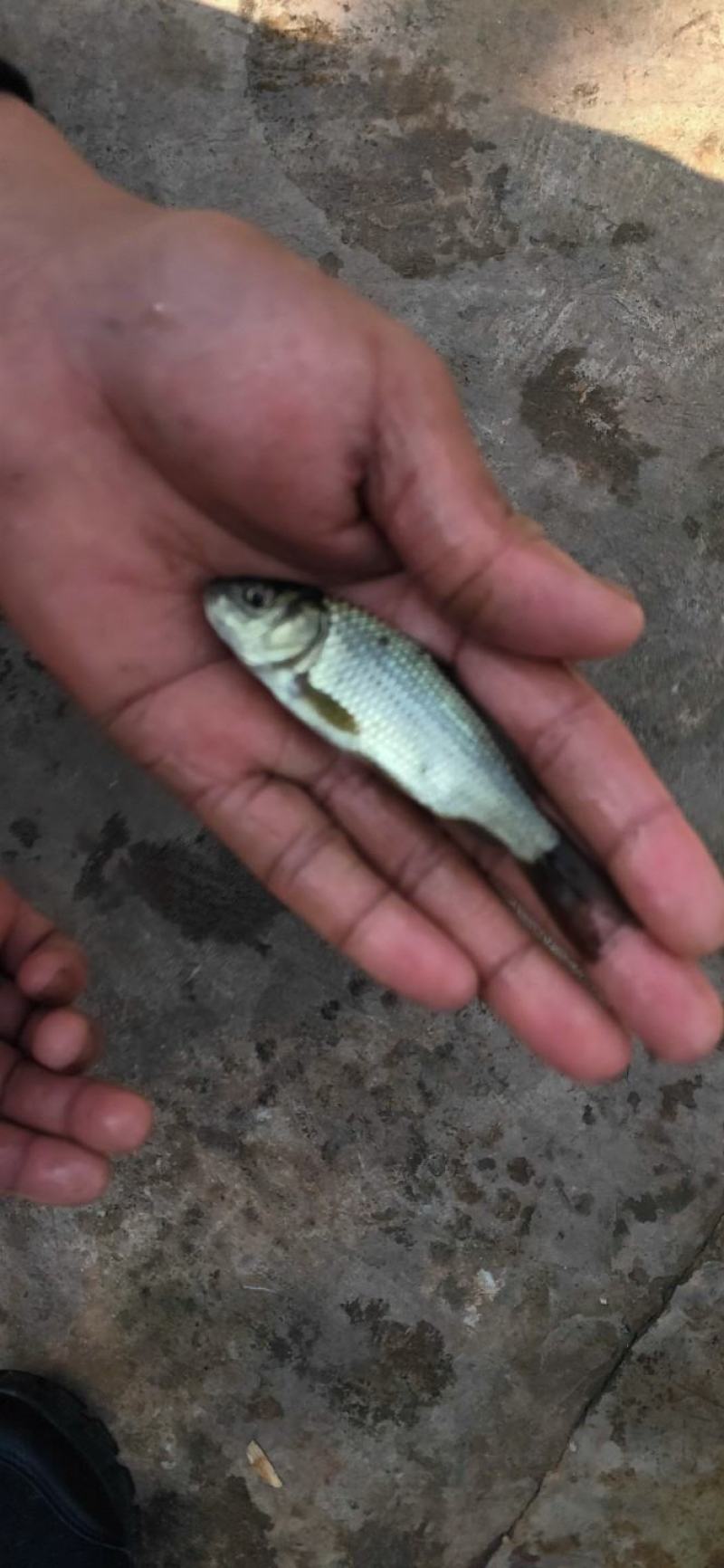 各种大小草鱼鱼苗，体格好，成活率高