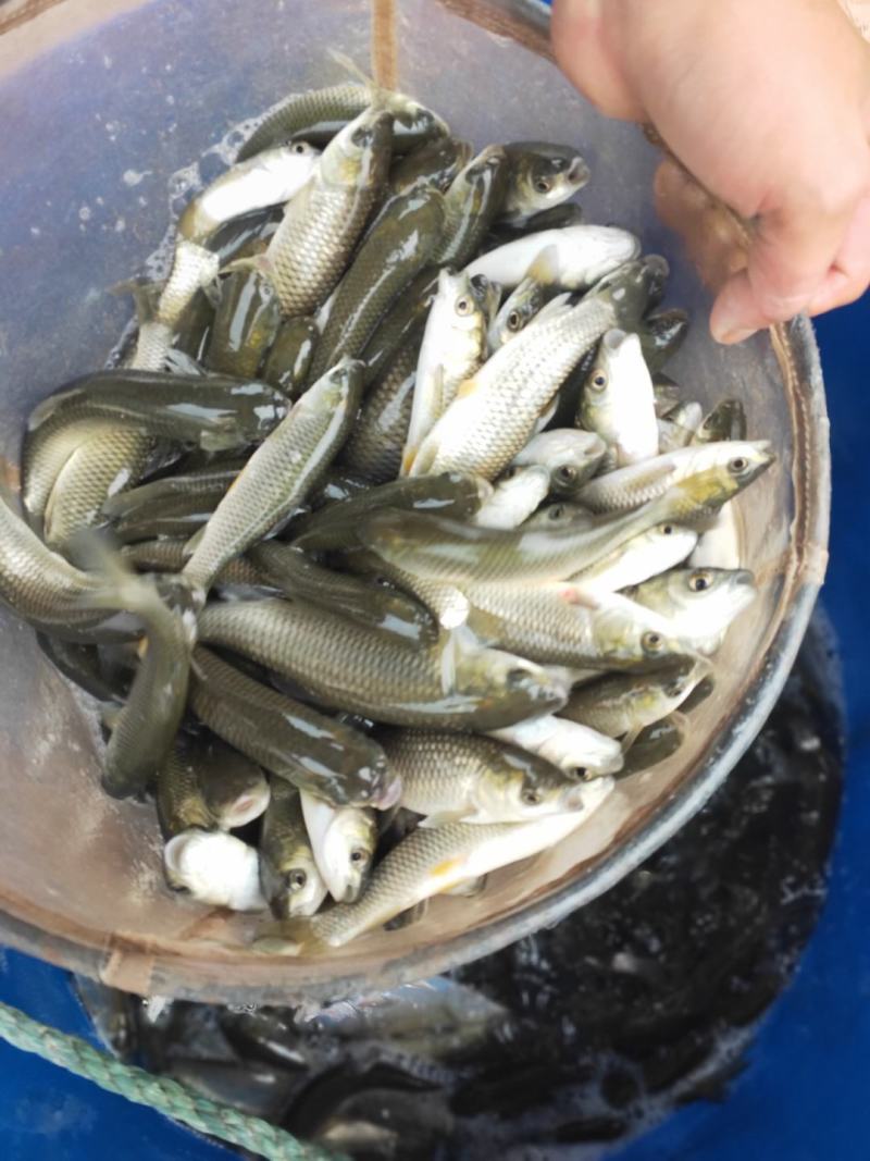 各种大小草鱼鱼苗，体格好，成活率高