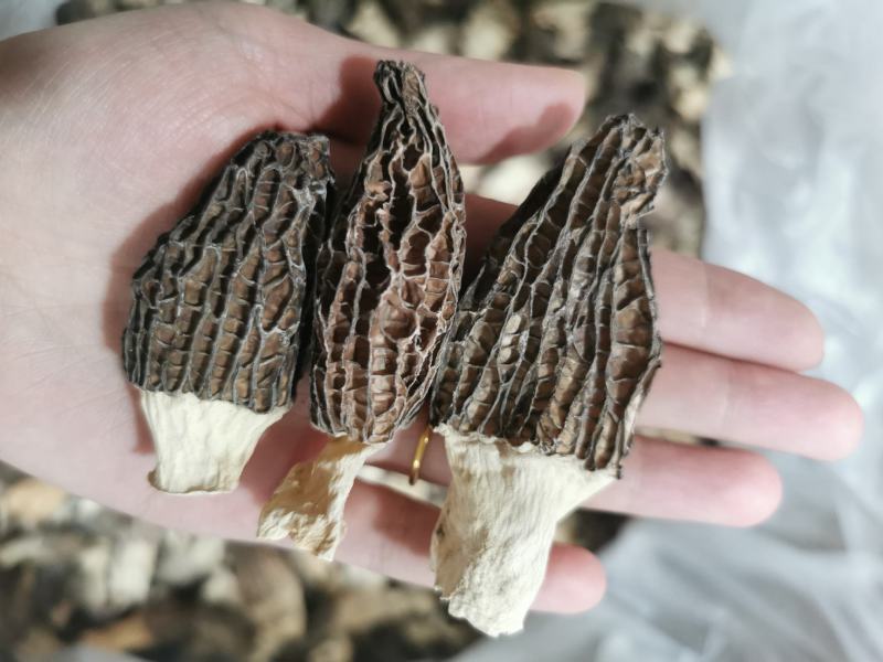 羊肚菌