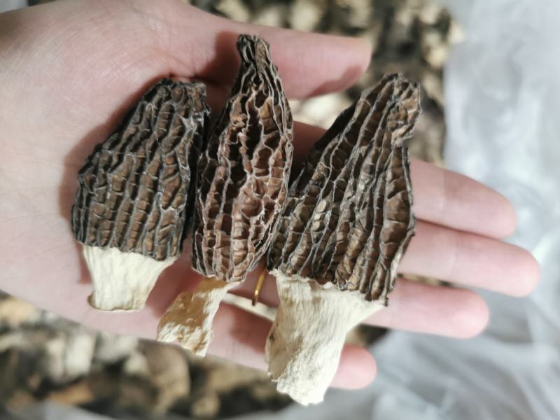 羊肚菌