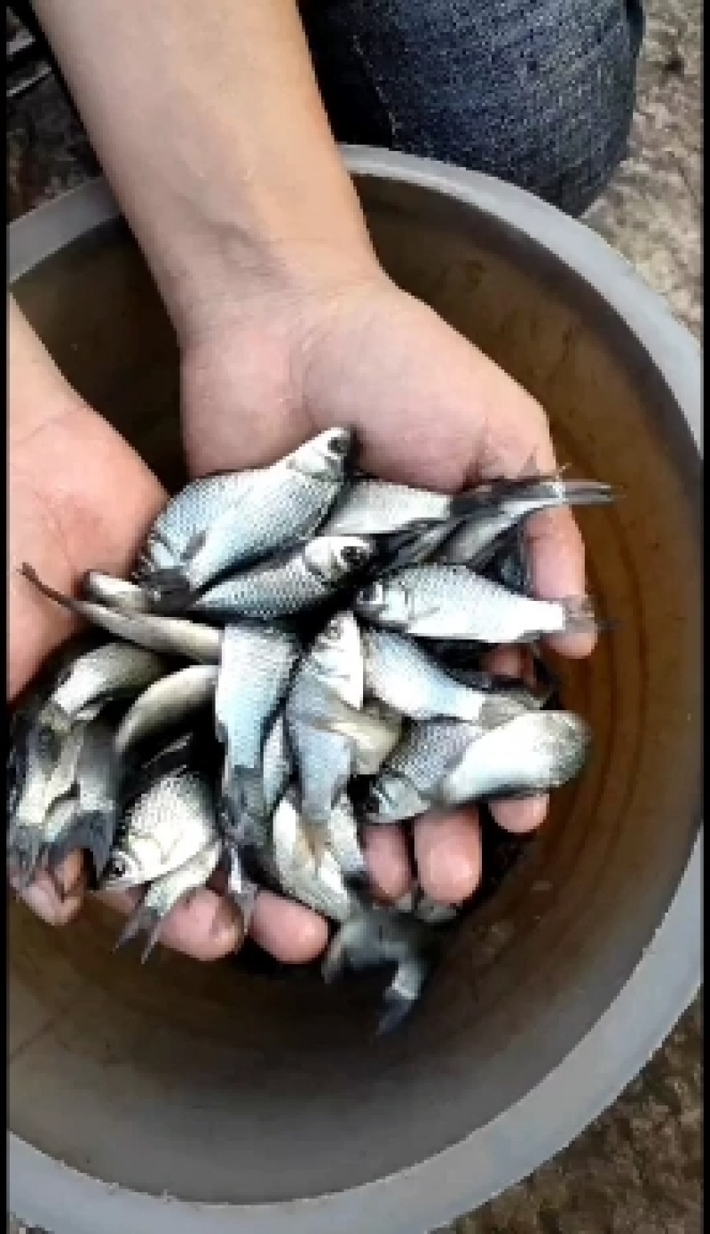 各种草鱼苗，鲤鱼苗，花、白鲢鱼苗，鲫鱼苗等