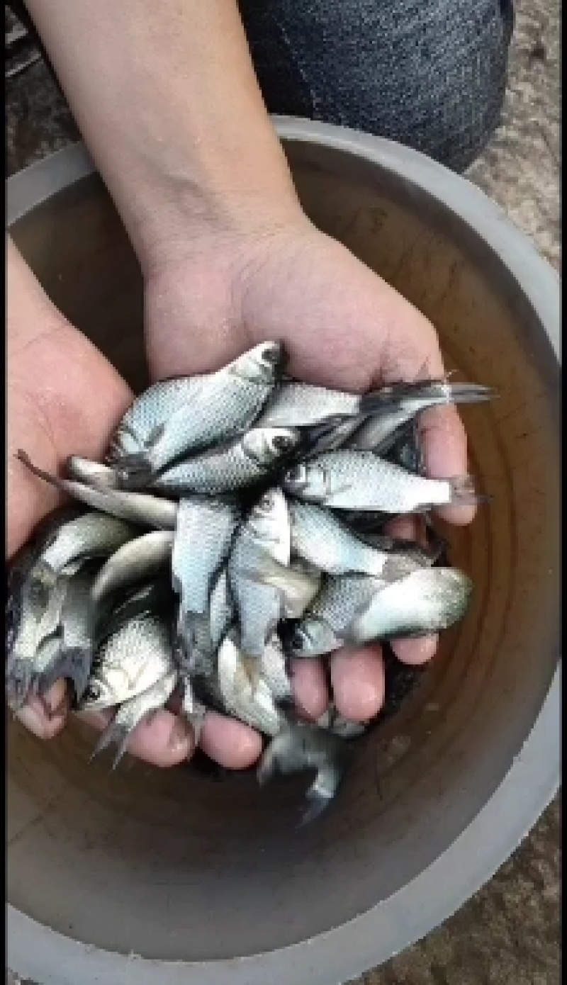 各种草鱼苗，鲤鱼苗，花、白鲢鱼苗，鲫鱼苗等