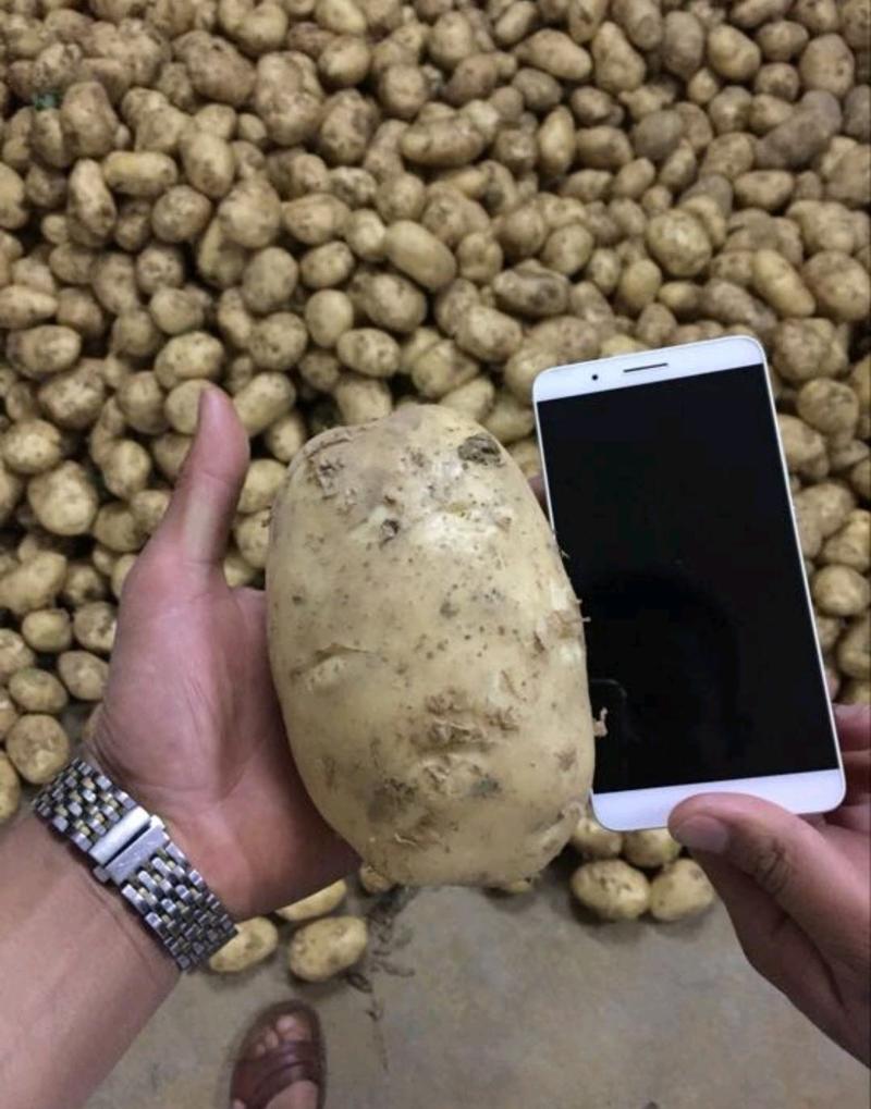 湖北土豆沃土中薯5号土豆大量供应价格便宜规格全