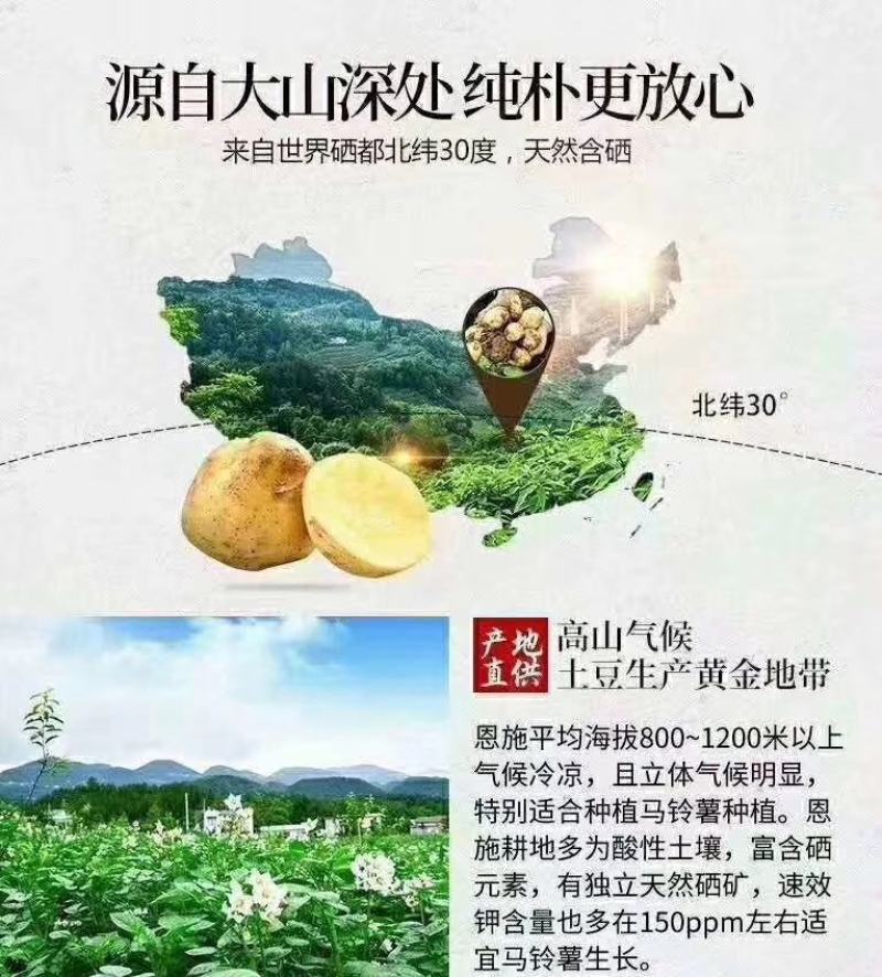 马尔科土豆即恩施马铃薯湖北省恩施市特产中国国家地理标志产