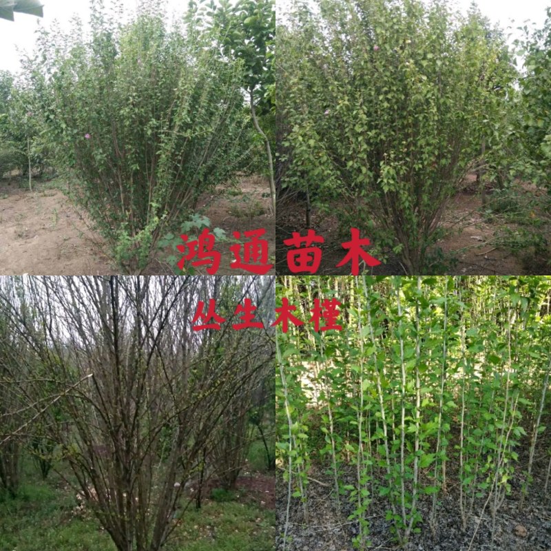 优质独杆红花木槿6公分8公分10公分丛生木槿基地直销