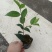 各规格茶花苗大红赤丹五色赤丹香茶东方亮白茶花