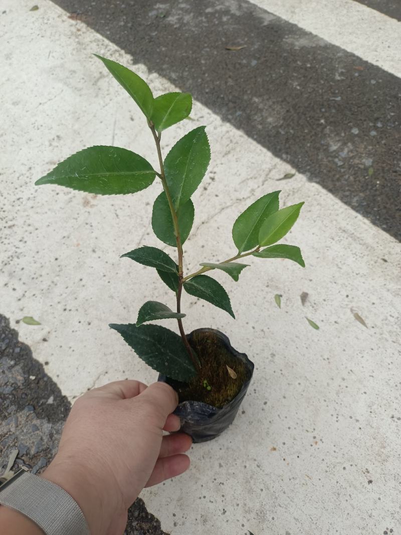 各规格茶花苗大红赤丹五色赤丹香茶东方亮白茶花