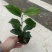 各规格茶花苗大红赤丹五色赤丹香茶东方亮白茶花