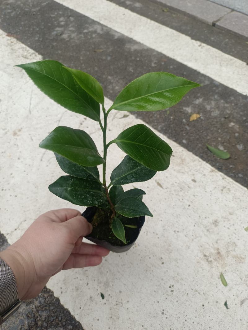 各规格茶花苗大红赤丹五色赤丹香茶东方亮白茶花