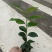 各规格茶花苗大红赤丹五色赤丹香茶东方亮白茶花