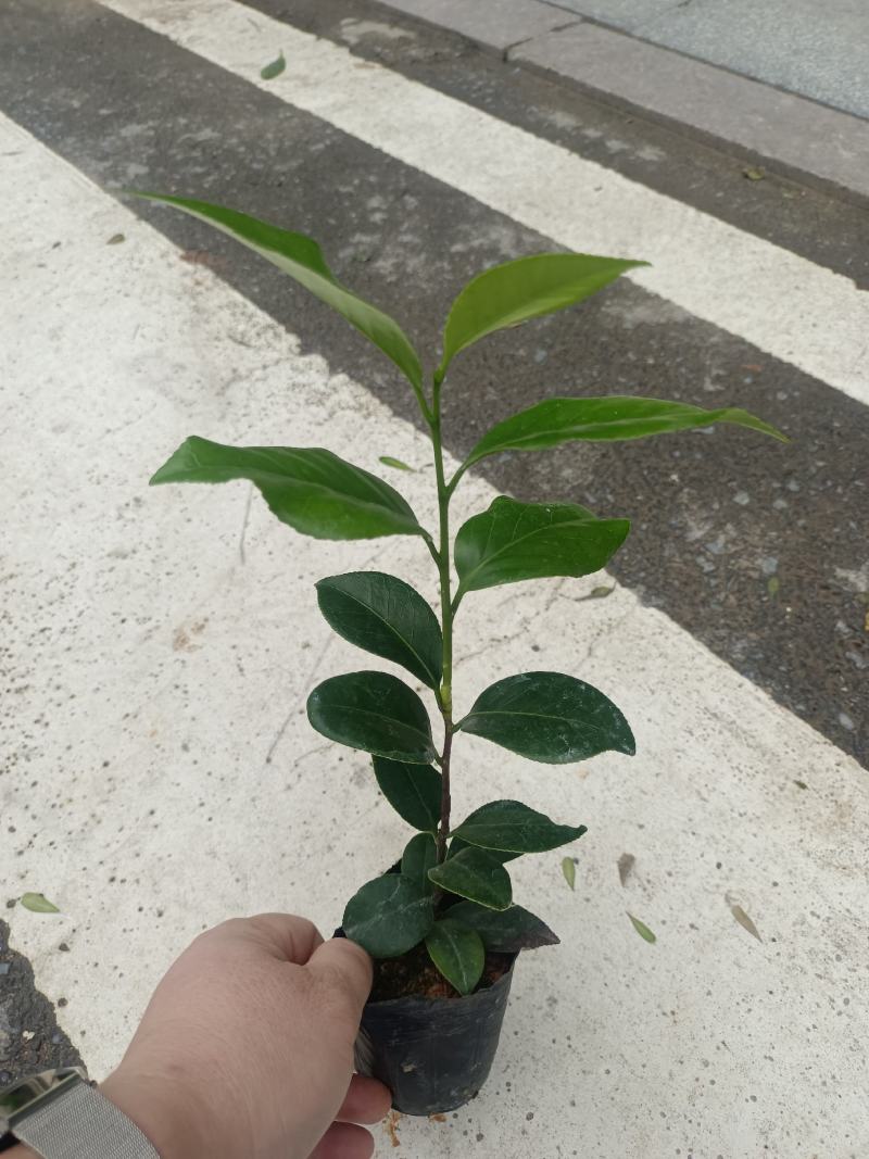 各规格茶花苗大红赤丹五色赤丹香茶东方亮白茶花