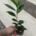 各规格茶花苗大红赤丹五色赤丹香茶东方亮白茶花