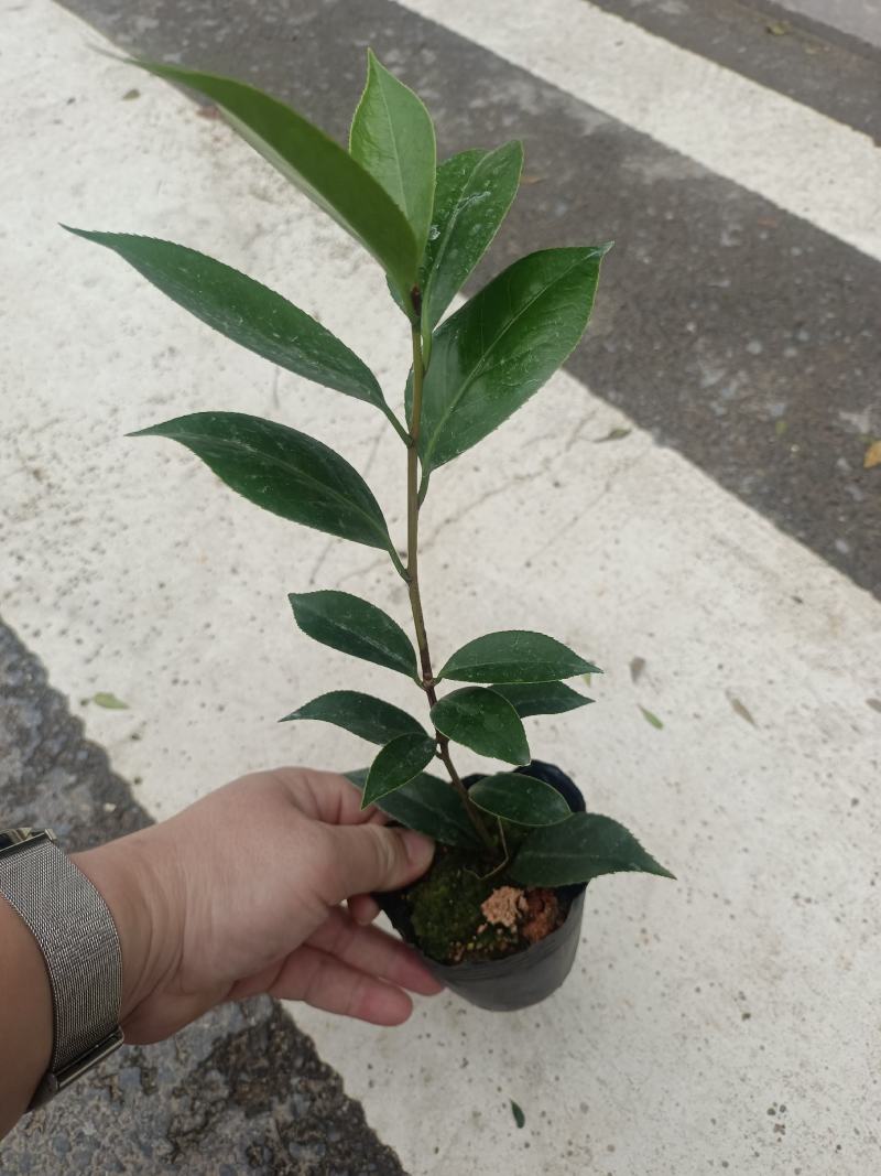 各规格茶花苗大红赤丹五色赤丹香茶东方亮白茶花