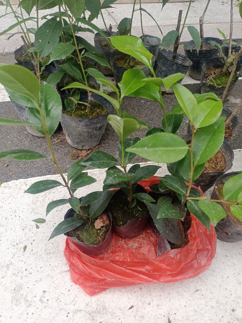 各规格茶花苗大红赤丹五色赤丹香茶东方亮白茶花