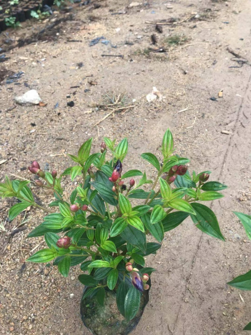 大量巴西野牡丹（紫花野牡丹）低价出售，货源充足