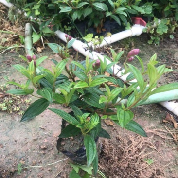 大量巴西野牡丹（紫花野牡丹）低价出售，货源充足