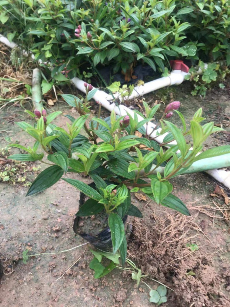 大量巴西野牡丹（紫花野牡丹）低价出售，货源充足