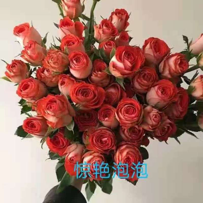 云南昆明斗南丰花月季，自产自销，品质保证，价格实惠