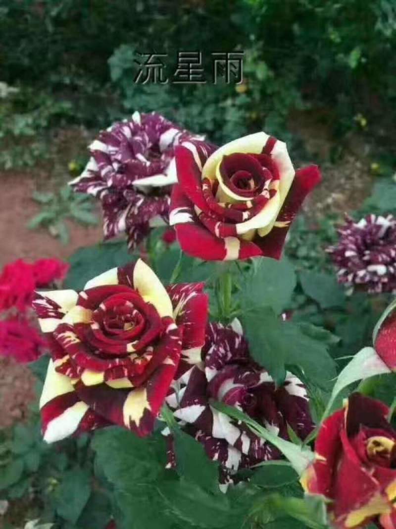 云南昆明斗南丰花月季，自产自销，品质保证，价格实惠