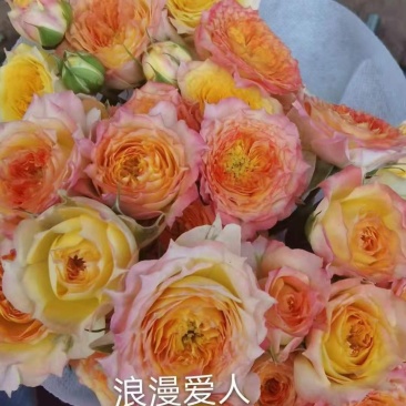 云南昆明斗南丰花月季，自产自销，品质保证，价格实惠