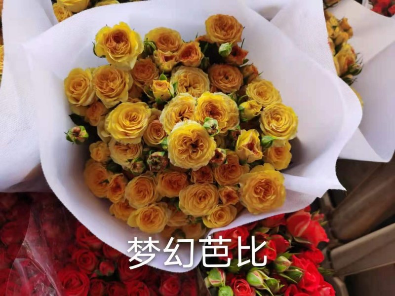 云南昆明斗南丰花月季，自产自销，品质保证，价格实惠