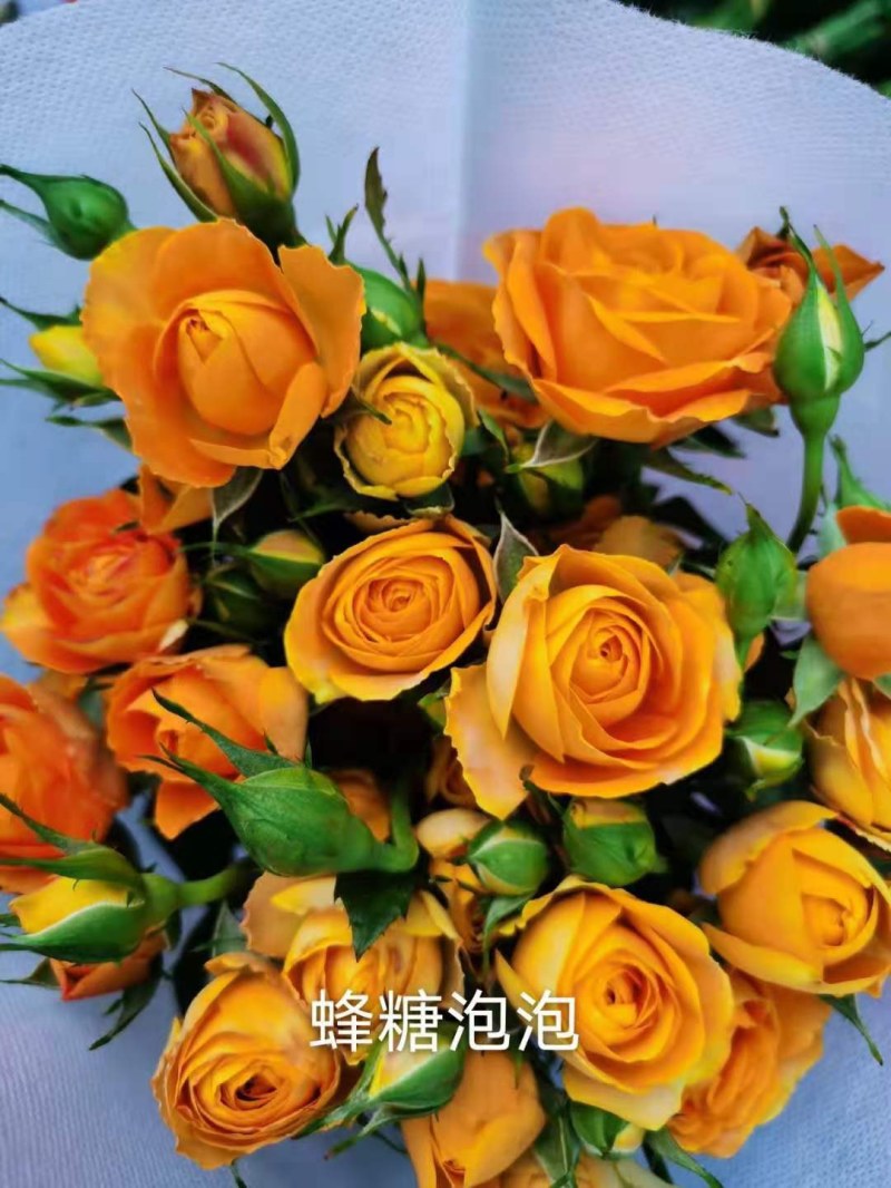 云南昆明斗南丰花月季，自产自销，品质保证，价格实惠