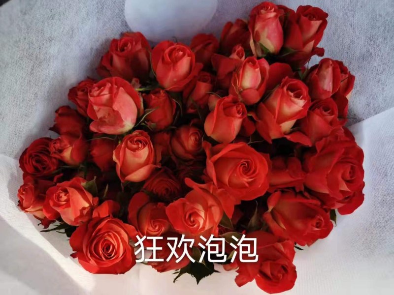 云南昆明斗南丰花月季，自产自销，品质保证，价格实惠