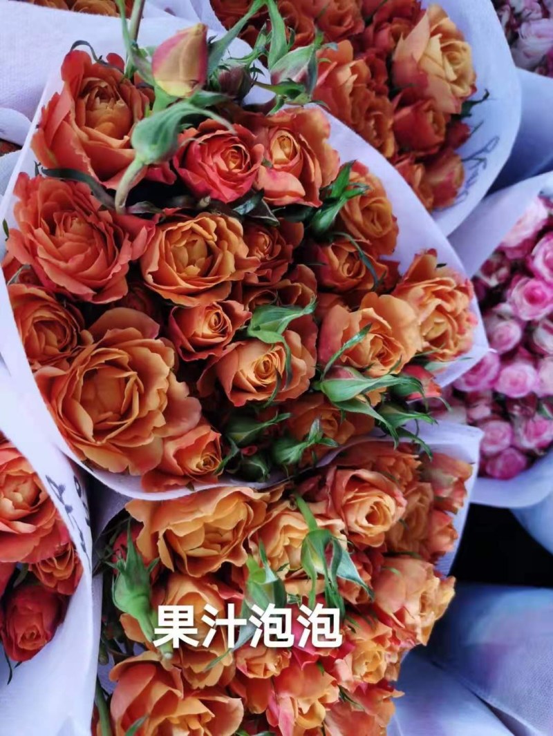 云南昆明斗南丰花月季，自产自销，品质保证，价格实惠