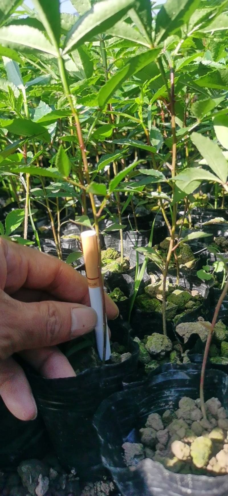 九叶青花椒杯苗，天知椒杯苗，藤椒杯苗，假一陪十，广交朋友