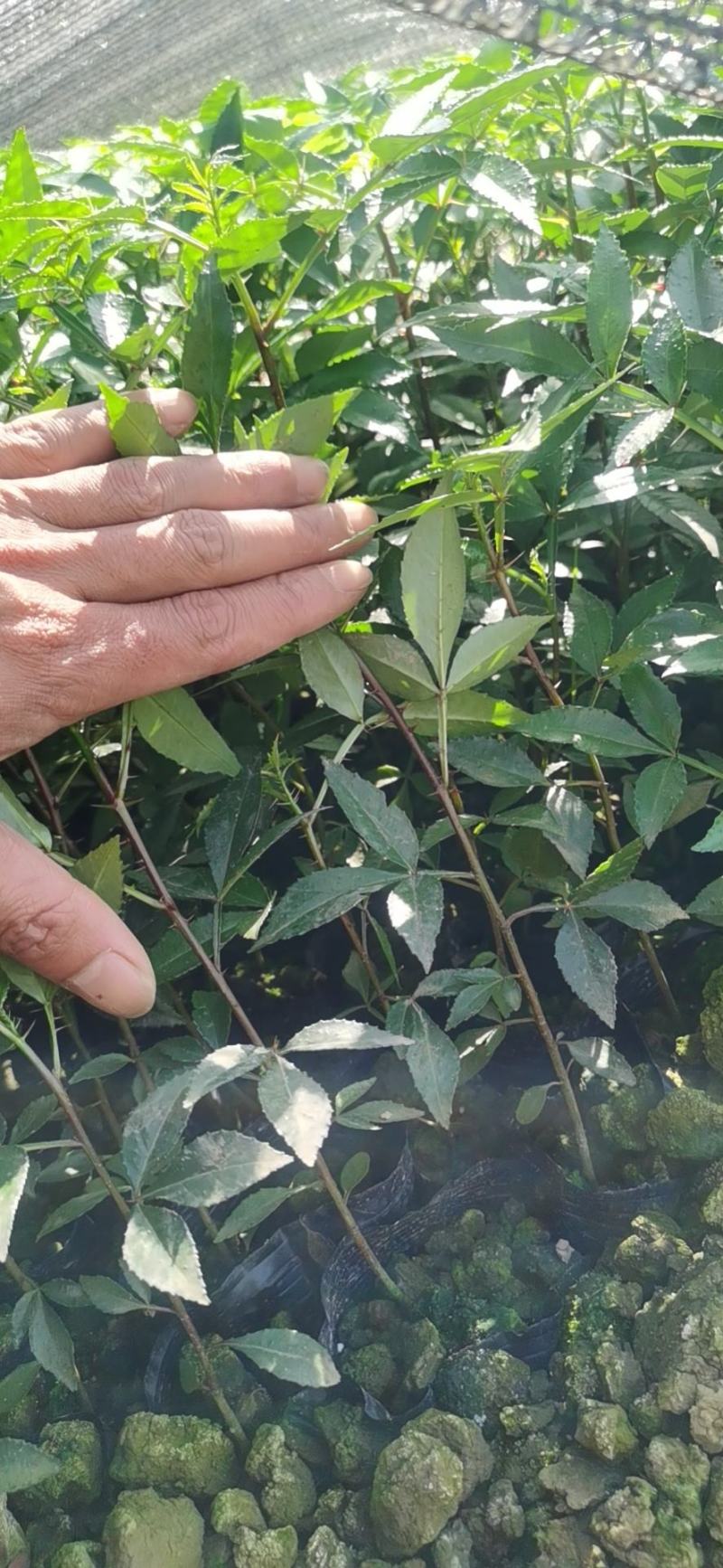 九叶青花椒杯苗，天知椒杯苗，藤椒杯苗，假一陪十，广交朋友
