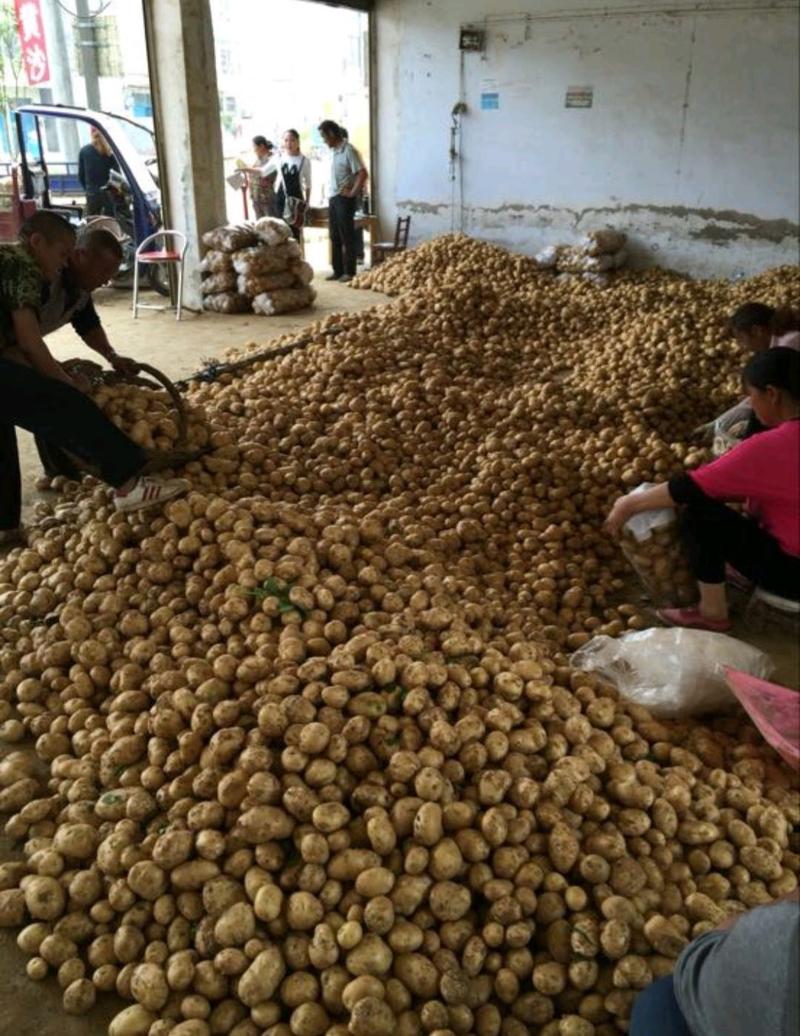 精品土豆湖北中薯5号土豆规格齐全价格便宜代发全国