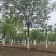 18公分白蜡，18公分国槐