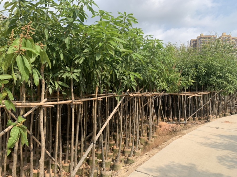 大量低价出售各种规格芒果树，货源充足，价格美丽