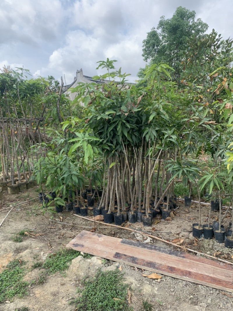 大量低价出售各种规格芒果树，货源充足，价格美丽