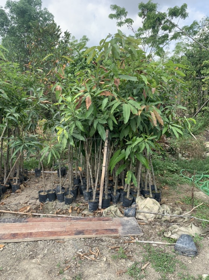 大量低价出售各种规格芒果树，货源充足，价格美丽
