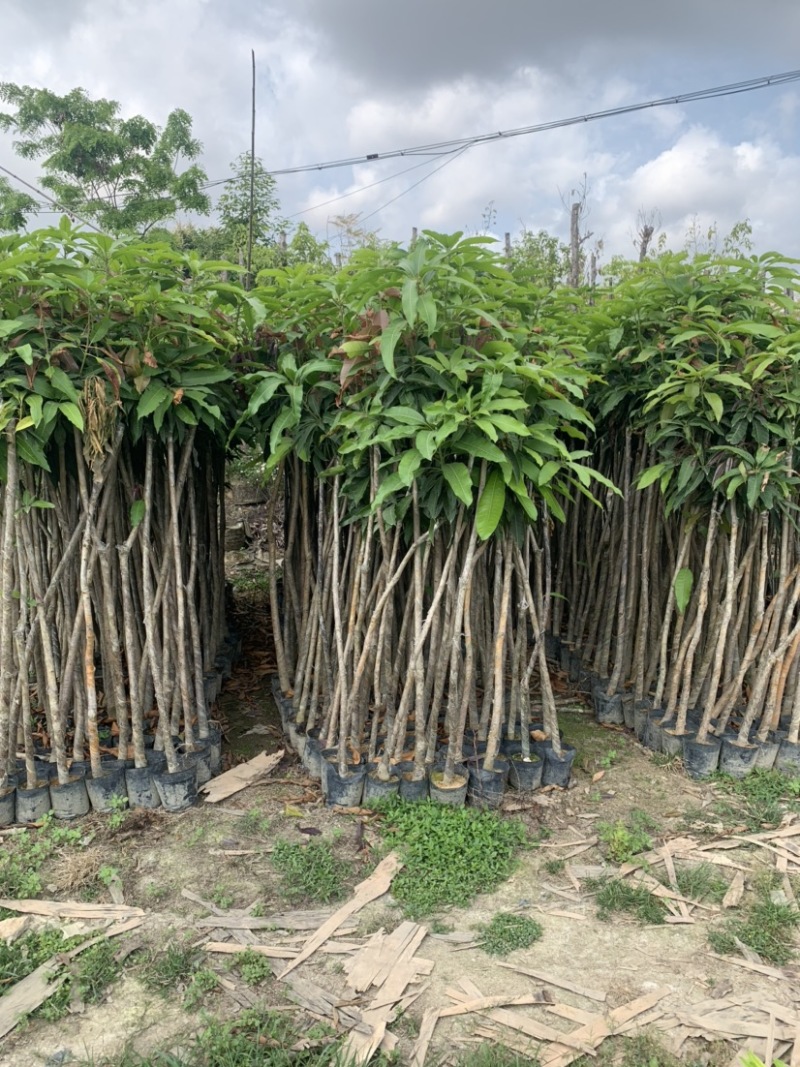 大量低价出售各种规格芒果树，货源充足，价格美丽