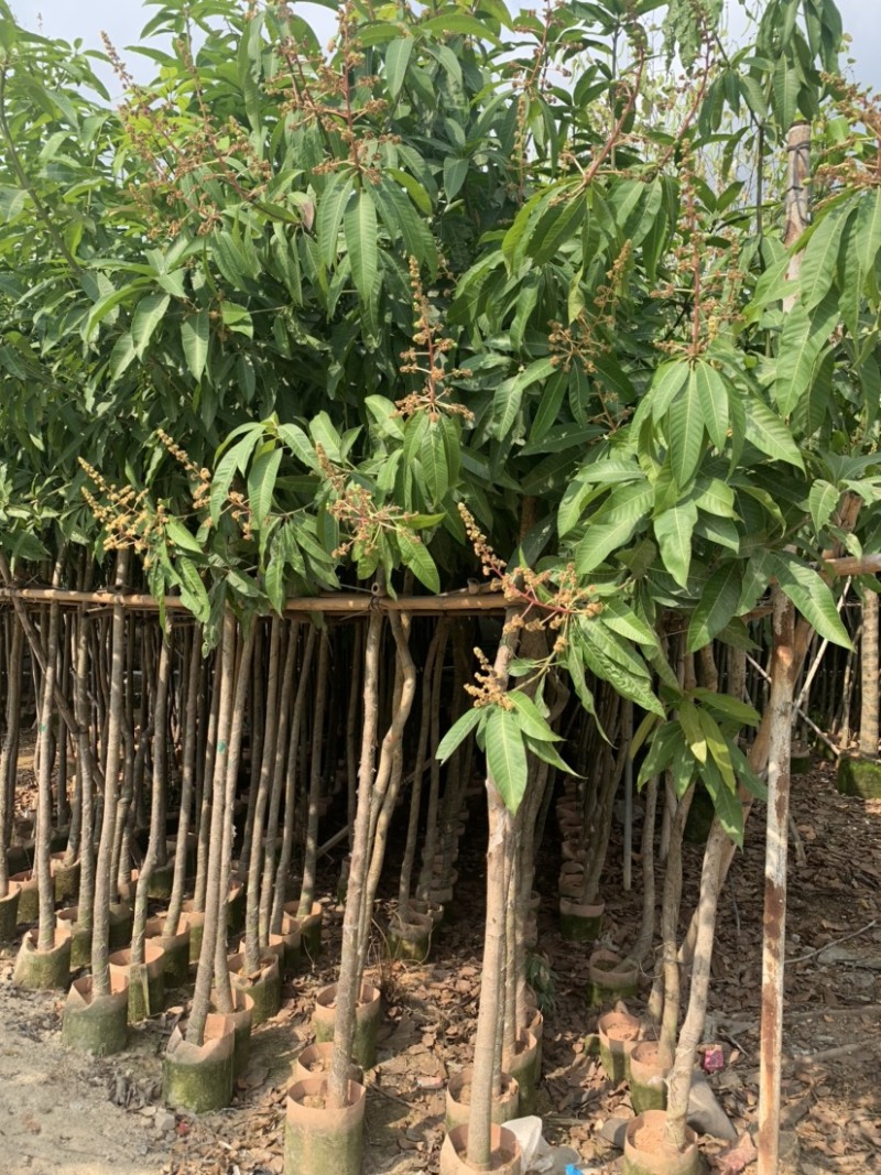大量低价出售各种规格芒果树，货源充足，价格美丽