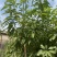 大量低价出售各种规格芒果树，货源充足，价格美丽