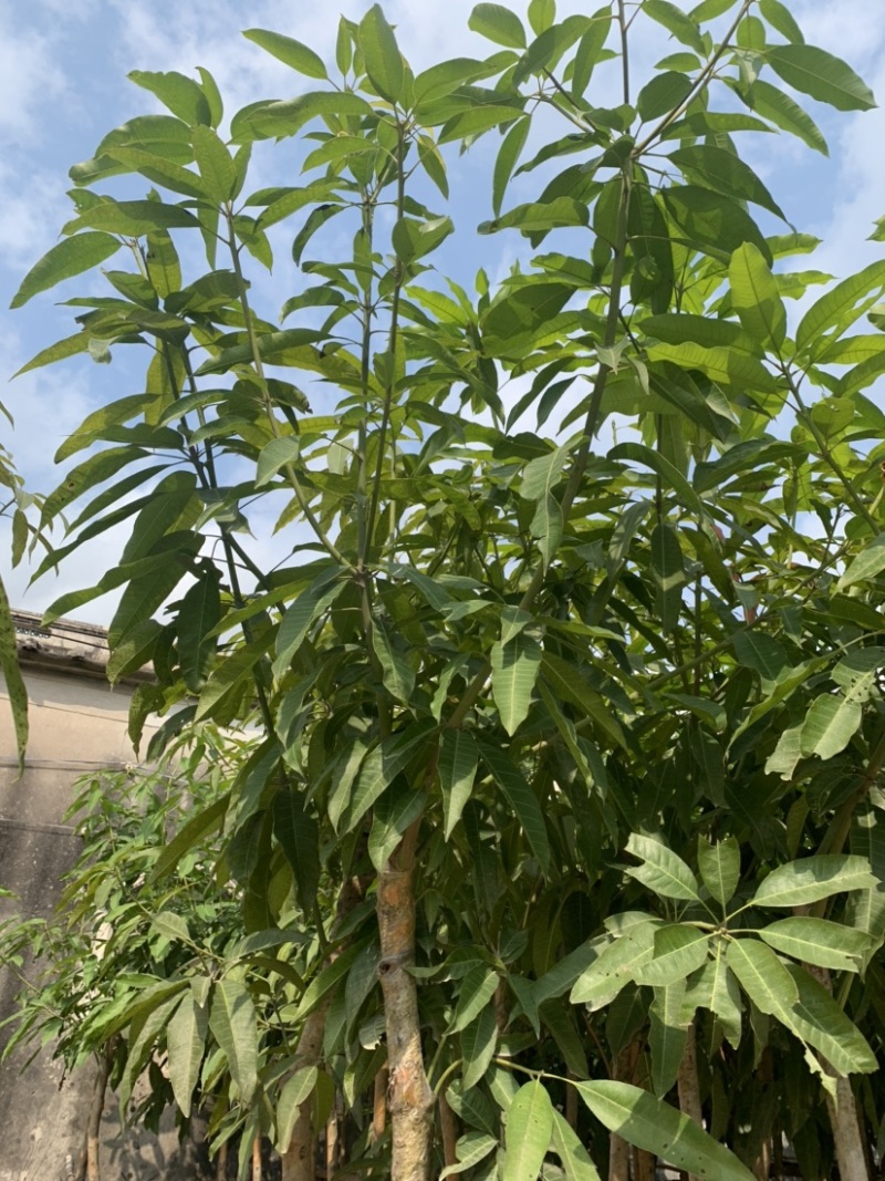 大量低价出售各种规格芒果树，货源充足，价格美丽