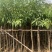 大量低价出售各种规格芒果树，货源充足，价格美丽