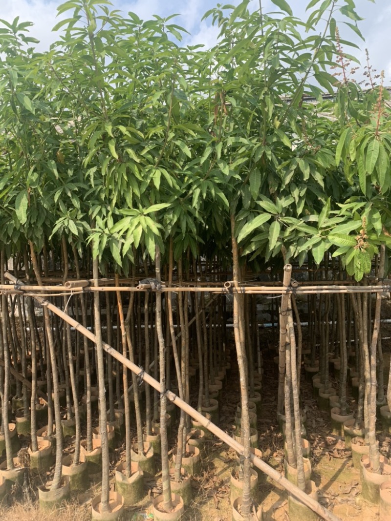 大量低价出售各种规格芒果树，货源充足，价格美丽