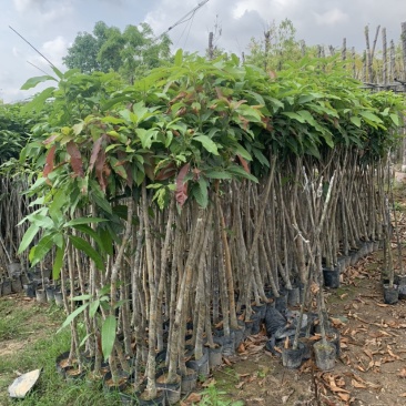 大量低价出售各种规格芒果树，货源充足，价格美丽