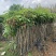 大量低价出售各种规格芒果树，货源充足，价格美丽