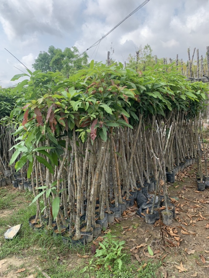大量低价出售各种规格芒果树，货源充足，价格美丽