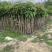 大量低价出售各种规格芒果树，货源充足，价格美丽