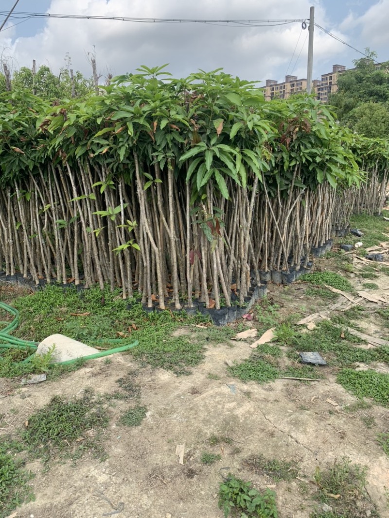 大量低价出售各种规格芒果树，货源充足，价格美丽