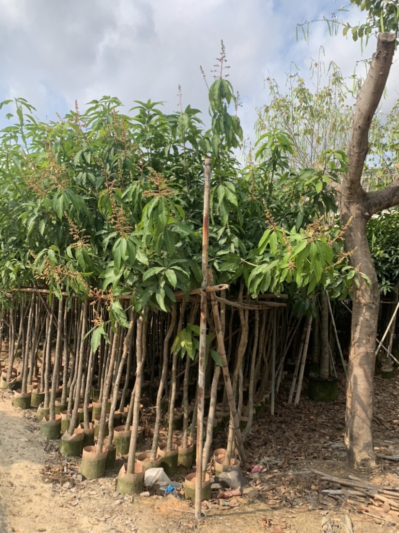 大量低价出售各种规格芒果树，货源充足，价格美丽